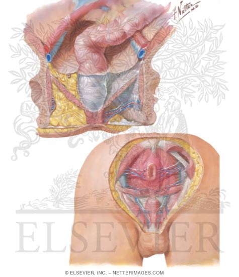 Pelvic Fascia and Anal Musculature