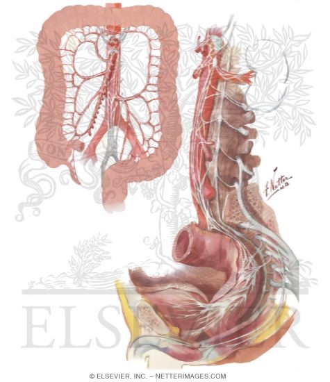 Nerve Supply of the Colon