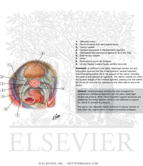 Watermarked preview of labeled image: Pelvic Viscera
Pelvic Viscera and Support