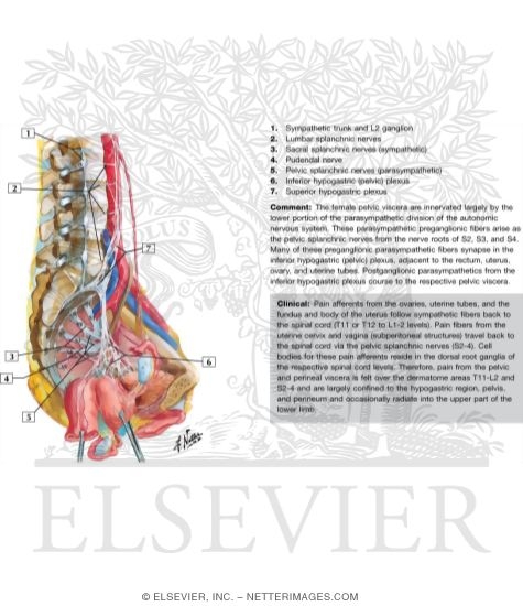 Innervation of Internal Genitalia
Nerves of Pelvic Viscera: Female