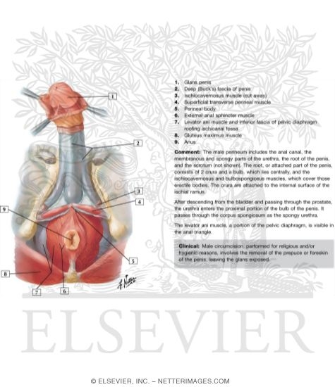 Penis 
Penile Fasciae and Structures