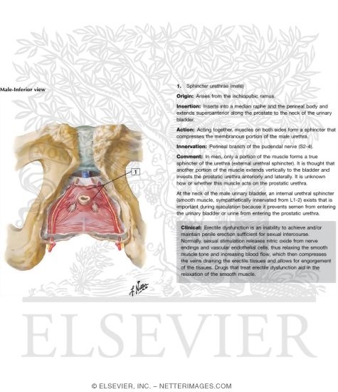 Watermarked preview of labeled image: Urogenital Diaphragm
Perineal Spaces