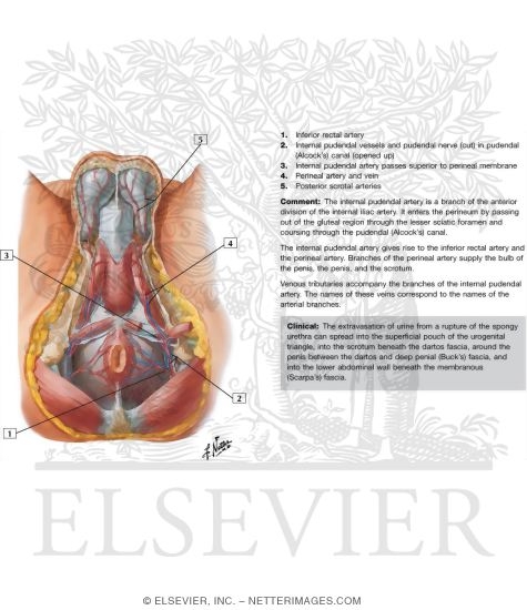 Arteries and Veins of Perineum: Male
Blood Supply of Perineum