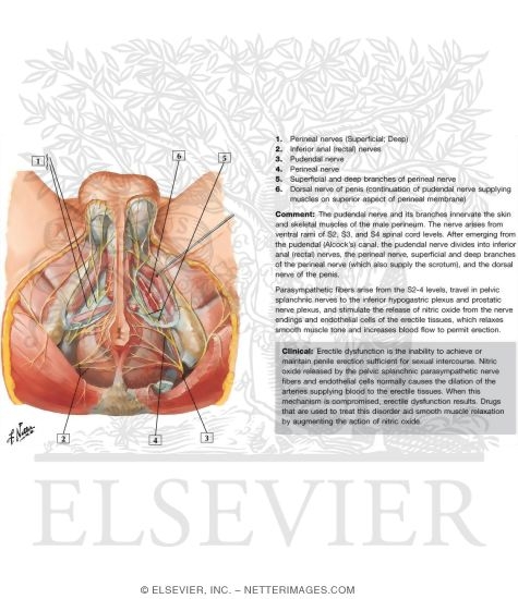Watermarked preview of labeled image: Innervation of Abdomen and of Perineum