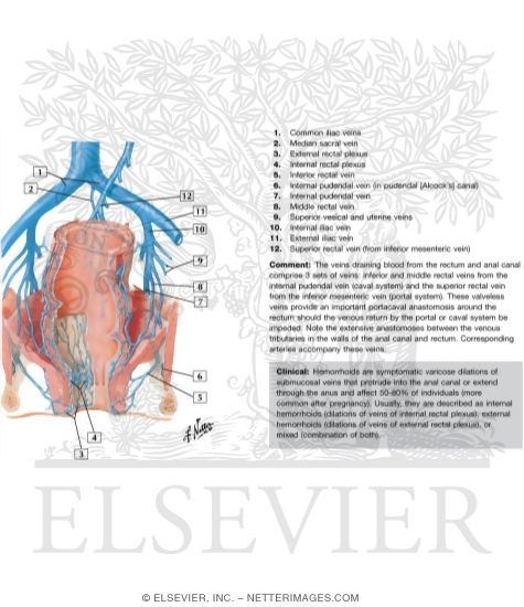 Watermarked preview of labeled image: Veins of Rectum and Anal Canal
Venous Drainage of Small and Large Intestine