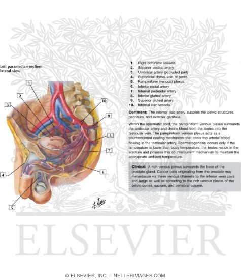 Watermarked preview of labeled image: Blood Supply of the Male Pelvis