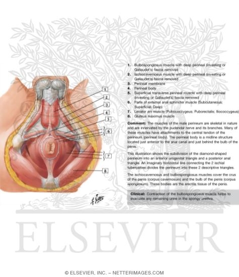 Watermarked preview of labeled image: Male Perineum