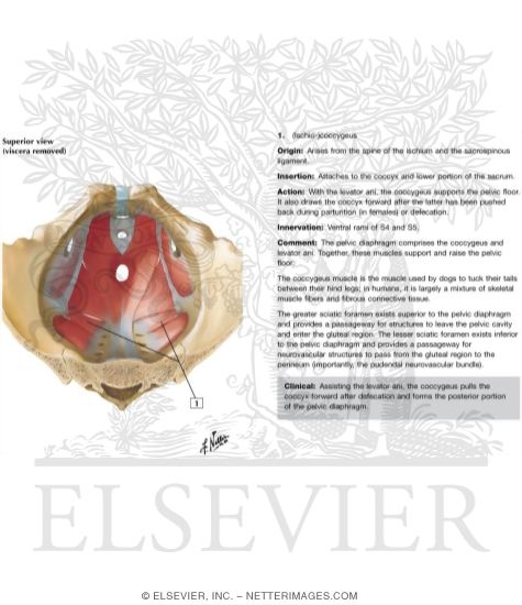 Pelvic Diaphragm: Male
Floor of Abdominopelvic Cavity