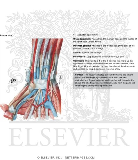 Watermarked preview of labeled image: Arrangement of Tendons, Vessels, and Nerves at the Wrist
Flexor Tendons, Arteries and Nerves at Wrist