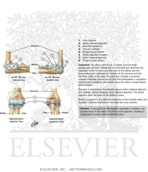 Elbow Ligaments (Continued)

