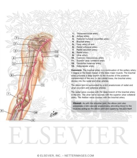 Watermarked preview of labeled image: Brachial Artery and Anastomoses Around Elbow 