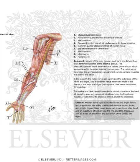 Blood Supply of Forearm