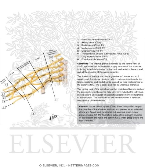 Watermarked preview of labeled image: Brachial Plexus: Schema