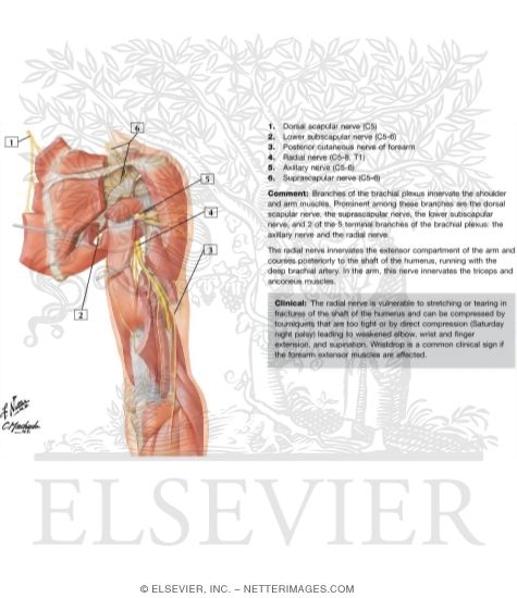 Watermarked preview of labeled image: Scapular, Axillary and Radial Nerves