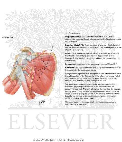 Watermarked preview of labeled image: Scapulohumeral Dissection Scapulohumeral Region