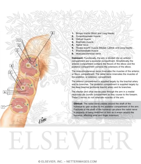 Watermarked preview of labeled image: Cross-Sectional Anatomy of Upper Arm 