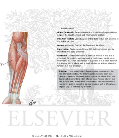 Muscles of Forearm (Superficial Layer): Anterior View