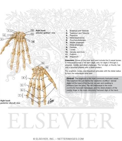 Watermarked preview of labeled image: Bones of Wrist and Hand