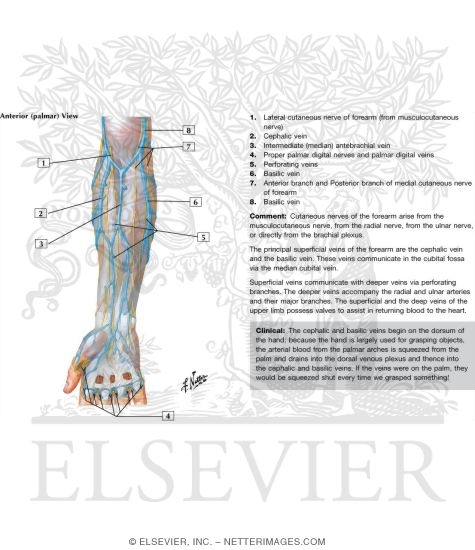 Cutaneous Nerves and Superficial Veins of Forearm