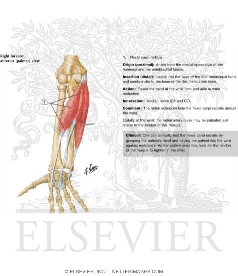 Individual Muscles of Forearm: Flexors of Wrist
