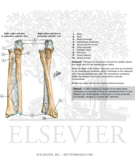 Forearm: Bones