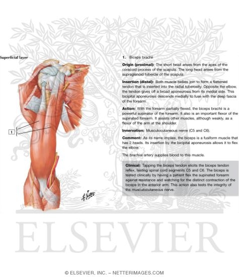 Anterior Arm