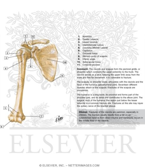 Scapula and Humerus