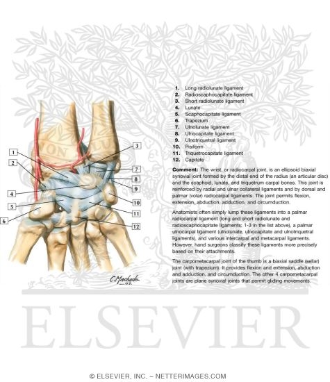 Ligaments of Wrist