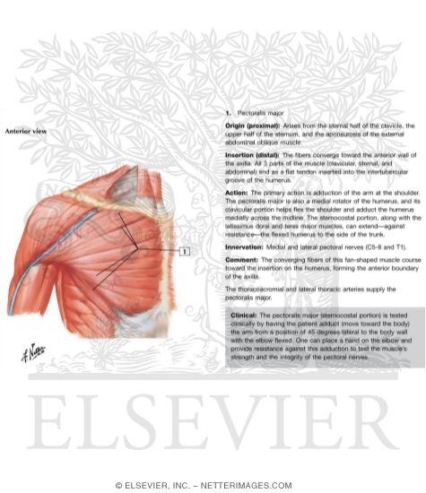 Shoulder: Muscles
