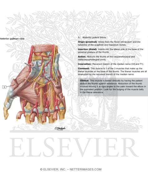 Watermarked preview of labeled image: Intrinsic Muscles of Hand