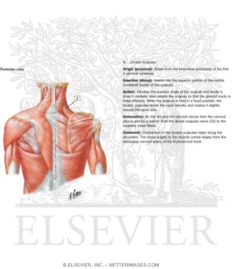 Watermarked preview of labeled image: Muscles Connecting Upper Limb to Vertebral Column
Muscles of Shoulder