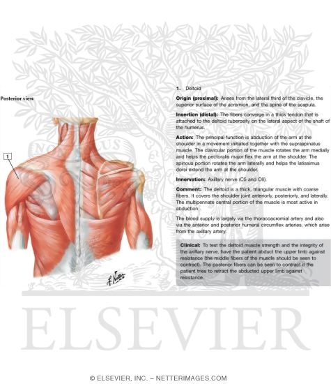 Watermarked preview of labeled image: Muscles Connecting Upper Limb to Vertebral Column
Muscles of Shoulder