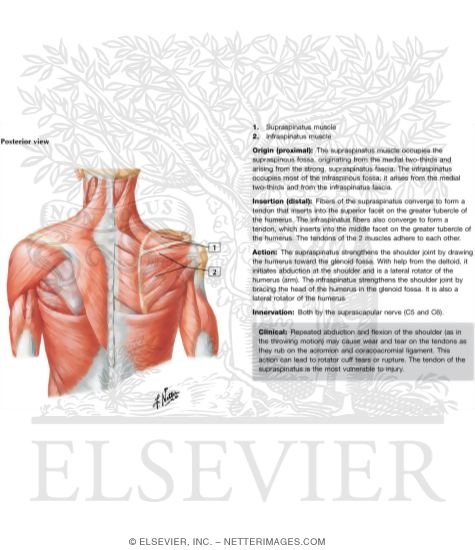 Watermarked preview of labeled image: Muscles Connecting Upper Limb to Vertebral Column
Muscles of Shoulder