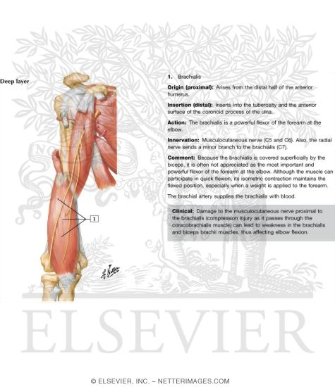 Arm Muscles With Portions of Arteries and Nerves
Muscles of Arm: Anterior Views