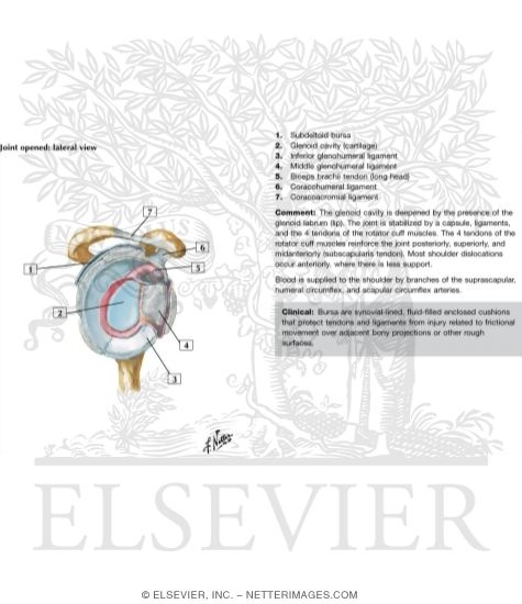 Watermarked preview of labeled image: Shoulder: Glenohumeral Joint