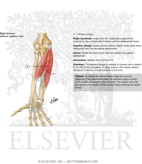 Watermarked preview of labeled image: Individual Muscles of Forearm: Flexors of Wrist