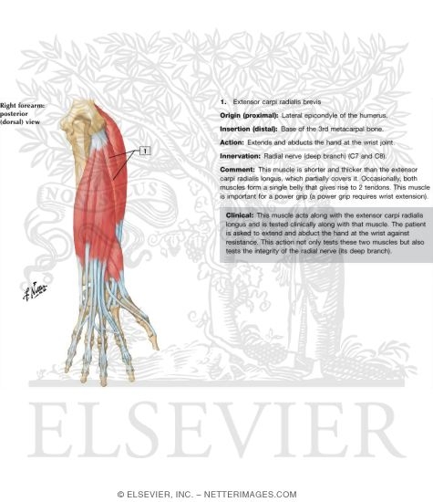 Individual Muscles of Forearm: Extensors of Wrist and Digits
