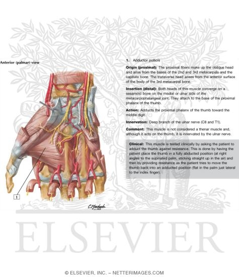 Watermarked preview of labeled image: Intrinsic Muscles of Hand