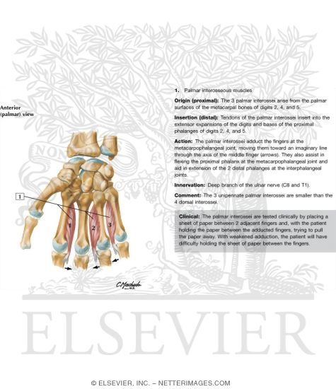 Watermarked preview of labeled image: Intrinsic Muscles of Hand