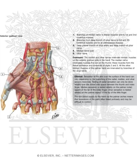 Watermarked preview of labeled image: Intrinsic Muscles of Hand