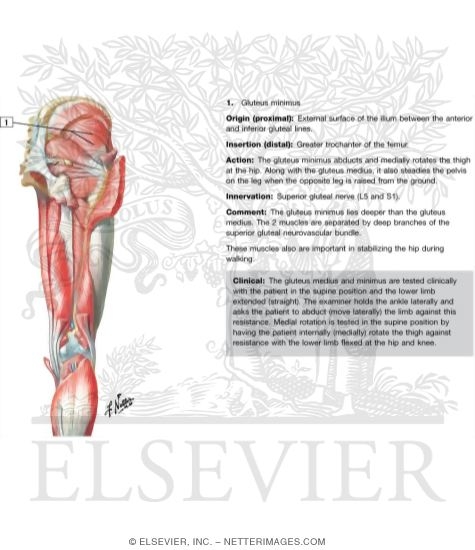 Muscles of Back of Hip and Thigh
Muscles of Hip and Thigh: Posterior Views 