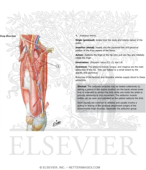 Watermarked preview of labeled image: Arteries and Nerves of Thigh: Deep Dissection (anterior view)Arteries and Nerves of Thigh: Anterior Views