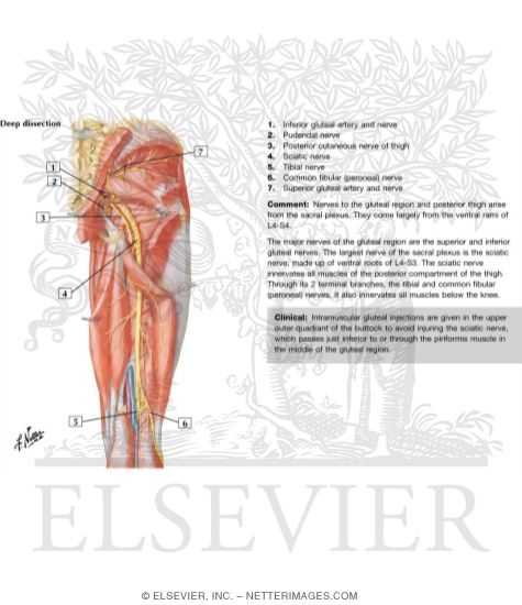 Watermarked preview of labeled image: Arteries and Nerves of Thigh: Deep Dissection (posterior view)
Arteries and Nerves of Thigh: Posterior View