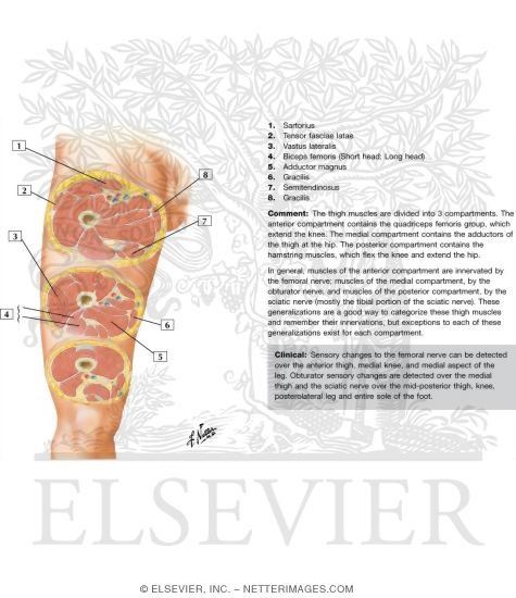 Watermarked preview of labeled image: Cross-Sectional Anatomy of Thigh
Thigh: Serial Cross Sections