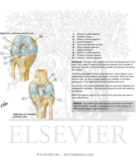 Watermarked preview of labeled image: Cruciate and Collateral Ligaments of Right Knee Joint
Knee: Cruciate and Collateral Ligaments
