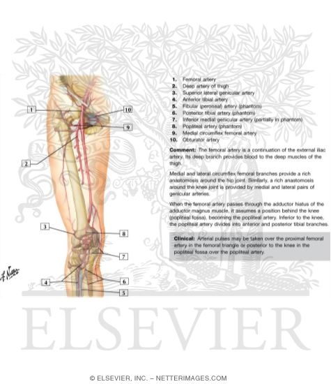 Watermarked preview of labeled image: Arteries of Thigh and Knee: Schema
Arteries of the Leg and Knee