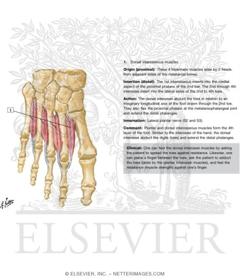 Interosseous Muscles of Foot
Muscles: Fourth Plantar Layer