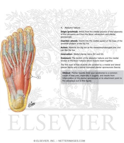 Muscles of Sole of Foot: First Layer