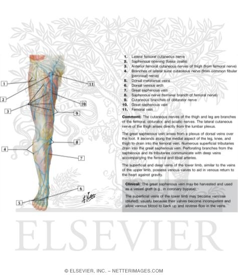 Superficial Nerves and Veins of Lower Limb: Anterior View
