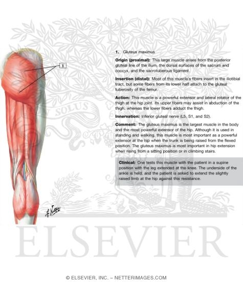 Watermarked preview of unlabeled image: Posterior Thigh and Gluteus
